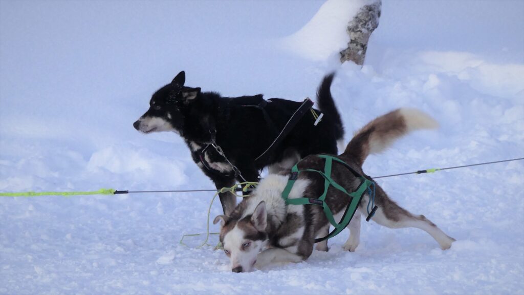 Husksy Villmarkssenter