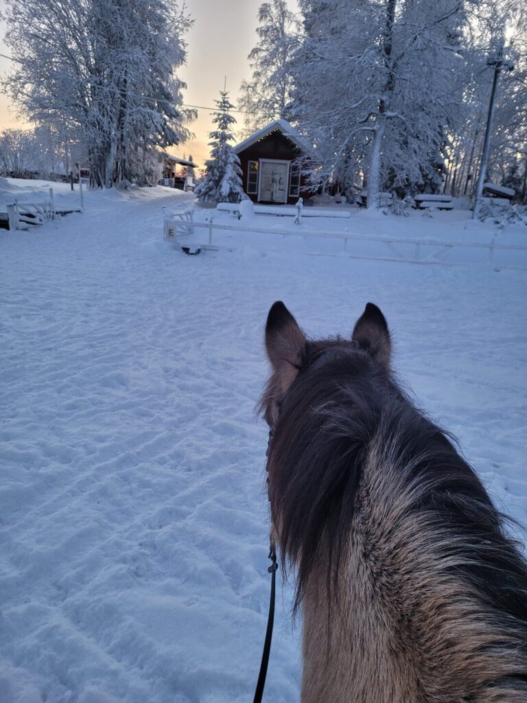 Pferd mitten im Winterwald in Lappland