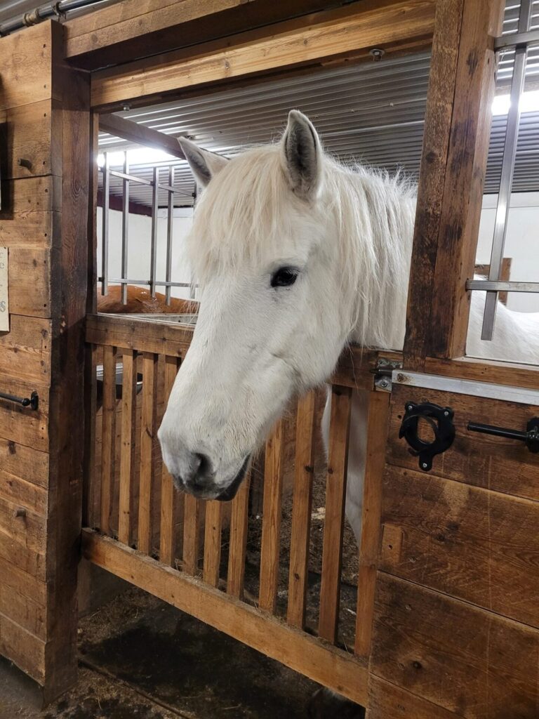 Pferd mit dem Namen "Hermi" im Stall